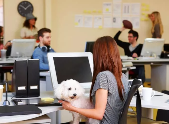 Animaux au bureau ça passe ou ça casse img