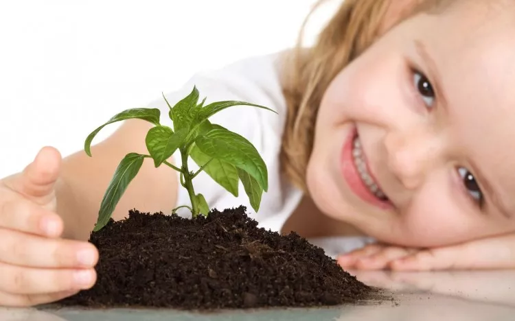 Et si vous plantiez des arbres?