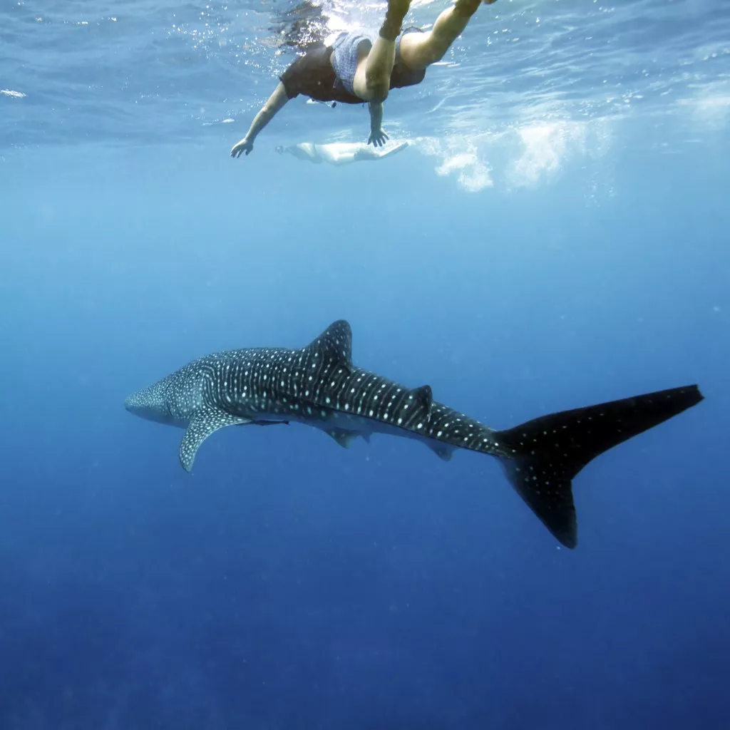 Nager avec les requins-baleines